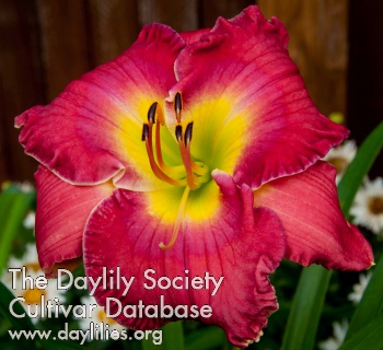 Daylily Patricia Leigh